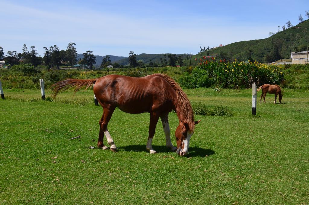 Thuring'S Holiday Bungalow Nuwara Eliya Ngoại thất bức ảnh